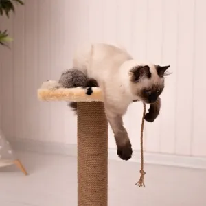 Spielen & Training mit Haustieren