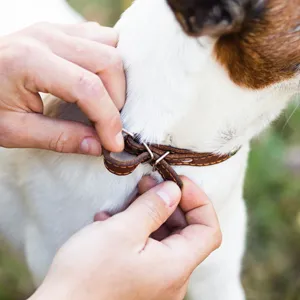 Halsbänder & Geschirre